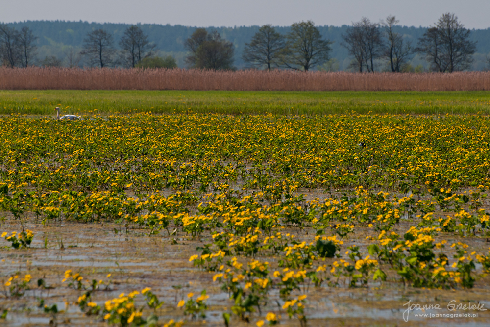 034_Biebrza - kwiecien 2012.jpg